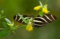 036 Zebra-Falter - Heliconius charitonius